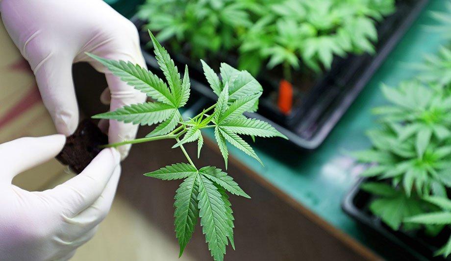 HVAC Challenges And Opportunity In The Emerging Cannabis Industry