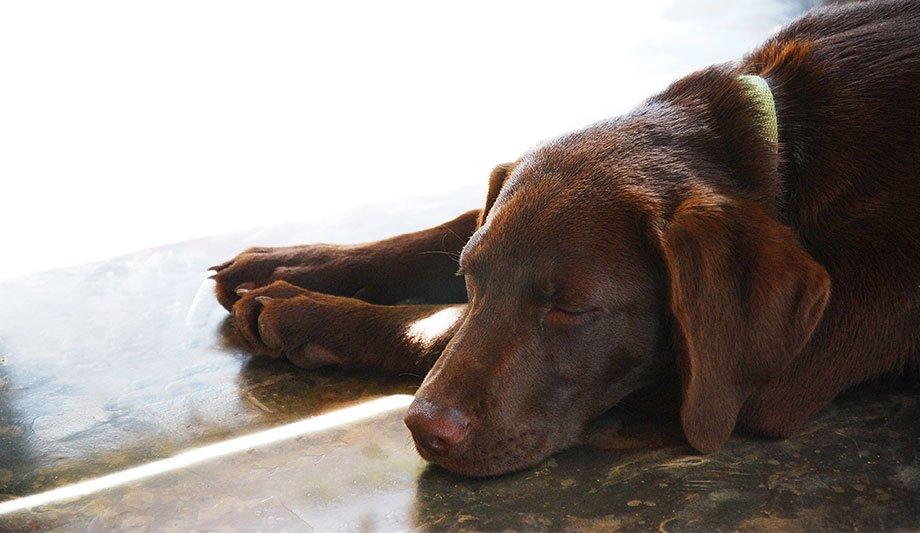 How HVAC Companies can Better Serve the Needs of Pet Owners